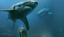 47 Meters Down Sequel: Sophie Nelisse To Star, Corinne Foxx & Sistine Stallone Make Film Debuts; Summer 2019 Release!!